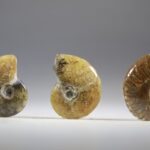 Ammoniet