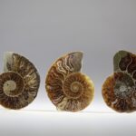 Ammoniet