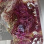 Garden Crystal