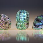 Abalone Schelp
