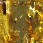 Amber uit Colombia (uitverkocht)