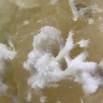 Apofylliet (zachtgroene) met Stilbiet en soms Scoleciet (Bron)
