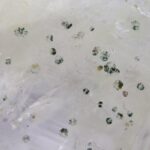 Gilalite en Pyriet in kwarts (Medusa stone)