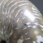 Nautilus Fossiel, Madagaskar