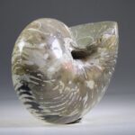Nautilus Fossiel, Madagaskar