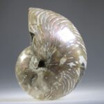 Nautilus Fossiel, Madagaskar