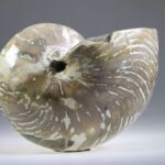 Nautilus Fossiel, Madagaskar
