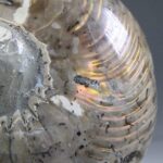 Nautilus Fossiel, Madagaskar