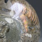 Nautilus Fossiel, Madagaskar