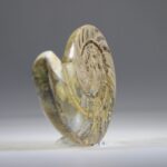 Nautilus Fossiel, Madagaskar (doorgezaagde helft)