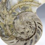 Nautilus Fossiel, Madagaskar (doorgezaagde helft)