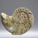 Nautilus Fossiel, Madagaskar (doorgezaagde helft)