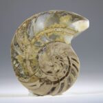 Nautilus Fossiel, Madagaskar (doorgezaagde helft)