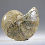 Nautilus Fossiel, Madagaskar (doorgezaagde helft)