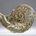 Nautilus Fossiel, Madagaskar (doorgezaagde helft