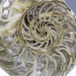 Nautilus Fossiel, Madagaskar (doorgezaagde helft