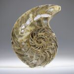 Nautilus Fossiel, Madagaskar (doorgezaagde helft