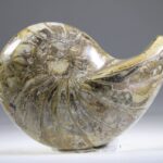Nautilus Fossiel, Madagaskar (doorgezaagde helft