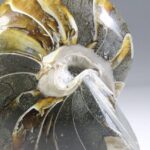 Nautilus Fossiel, Madagaskar
