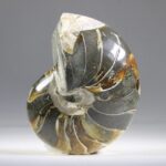 Nautilus Fossiel, Madagaskar