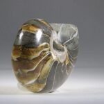 Nautilus Fossiel, Madagaskar