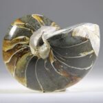 Nautilus Fossiel, Madagaskar