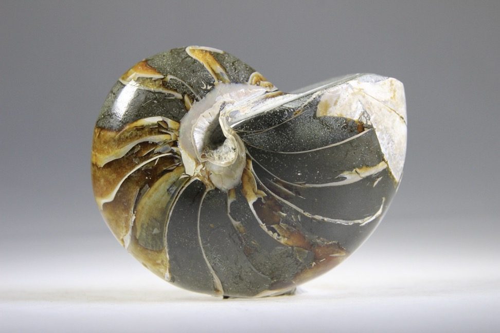 Nautilus Fossiel, Madagaskar