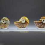 Nautilus Fossiel