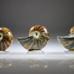 Nautilus Fossiel