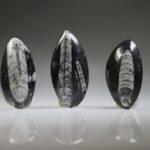 Orthoceras of fossiele inktvis