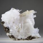 Scoleciet (heldere) met Stellar Beam Calcietjes