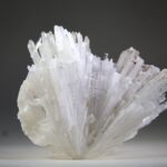 Scoleciet (heldere) met Stellar Beam Calcietjes