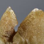 Stellar Beam Calciet met fantomen uit Marokko