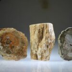 Versteend Hout