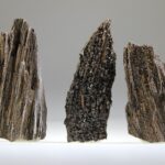 Versteend hout van de Mammoetboom of Reuzen Sequoia met kwartskristalletjes