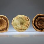 Woestijn Bariet bloem (Stromatoliet)