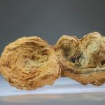 Woestijn Bariet bloem (Stromatoliet)