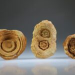 Woestijn Bariet bloem (Stromatoliet)