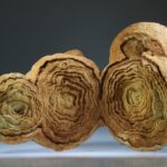 Woestijn Bariet bloem (Stromatoliet)
